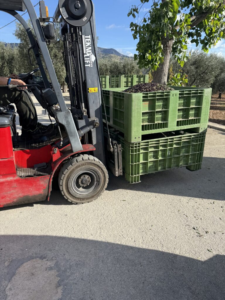 2025 olive harvest